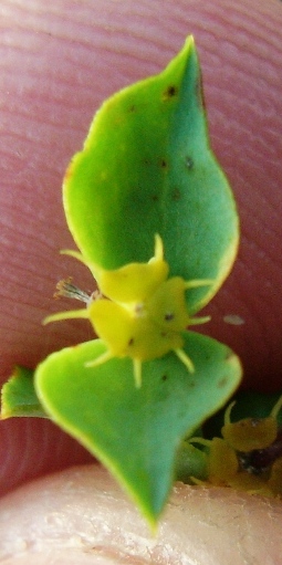 Euphorbia
